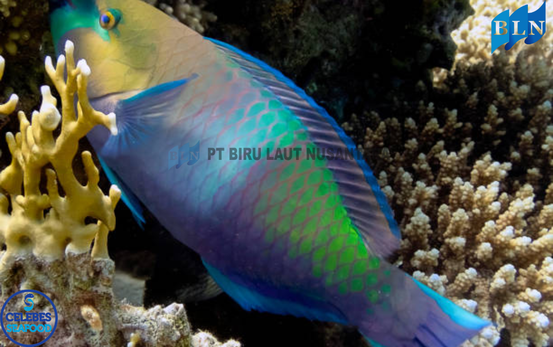 Why Parrotfish Are Essential for Healthy Marine Ecosystems